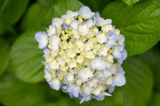 Hydrangea, JPG Hydrangea, JPG