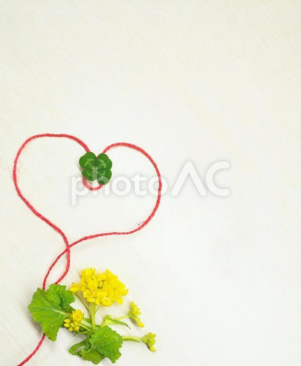 四つ葉と菜の花のハート背景１ 四つ葉,クローバー,菜の花の写真素材