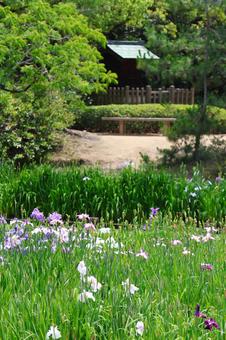 6月下旬の栗林公園の花菖蒲園 6月下旬の栗林公園の花菖蒲園の写真