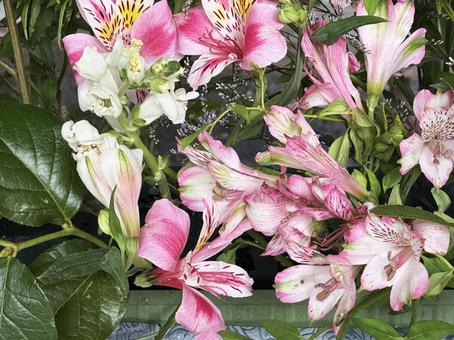 花 花,春,美しいの写真素材