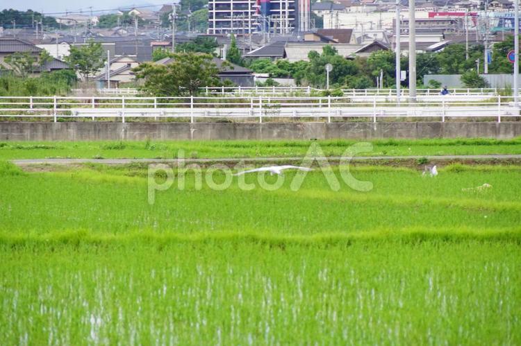水田の風景 稲,風景,景色の写真素材