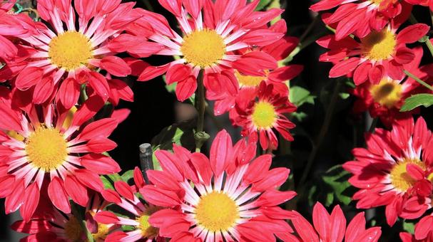 楽寿園の菊まつりにて 菊,秋,花の写真素材