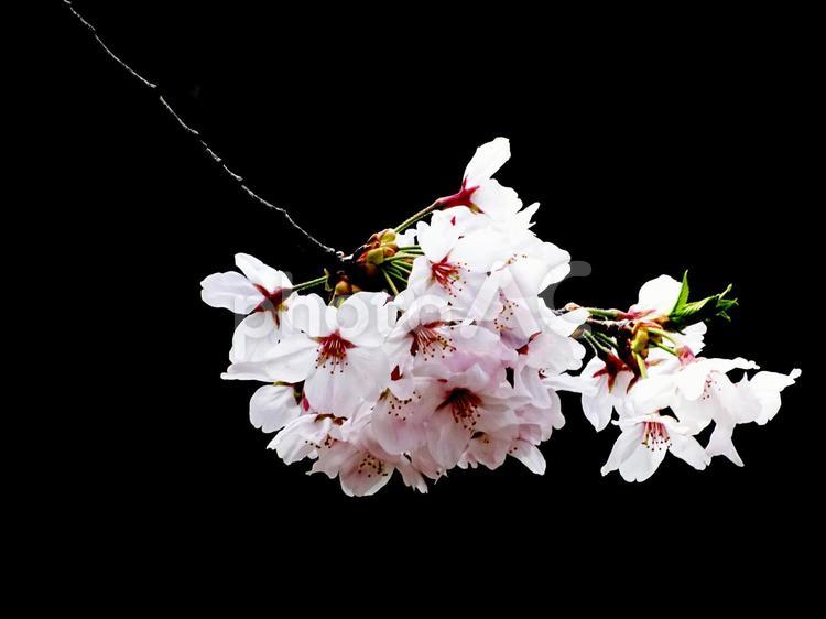 桜・さくら・サクラ さくら,桜,サクラの写真素材