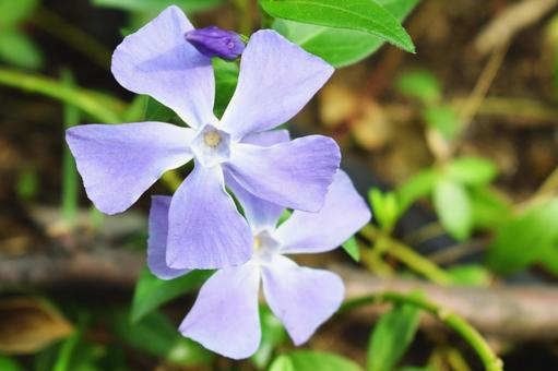 ツルニチニチソウ ツルニチニチソウの写真