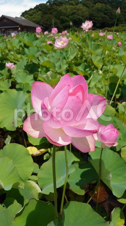 伊勢市二見の民話の駅蘇民の蓮の花 蓮の花,ピンク,初夏の写真素材