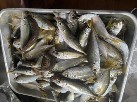 今日の釣果 今日の釣果の写真