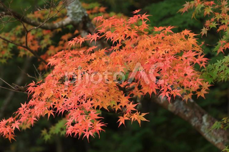紅葉 紅葉,もみじ,モミジの写真素材
