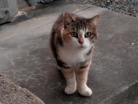 野良猫7 ネコ,猫,ノラ猫の写真素材