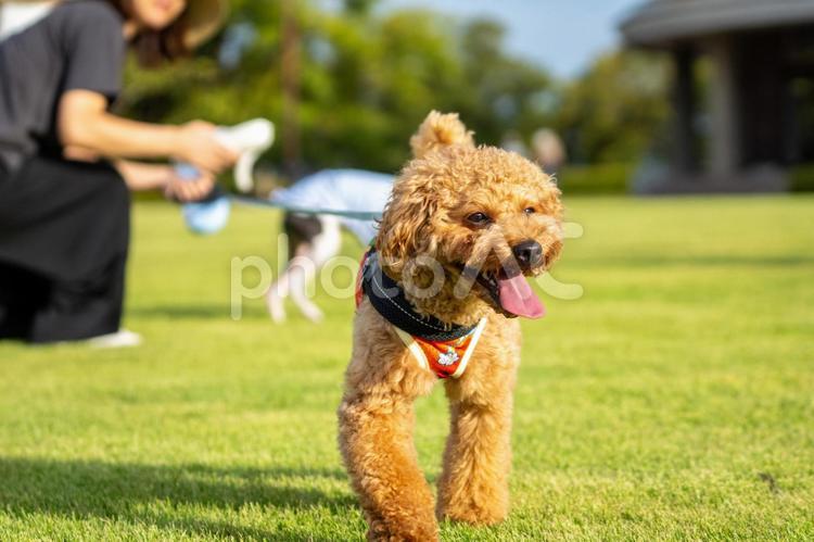 夏の公園で散歩するトイプードル トイプードル,トイプー,夏の写真素材