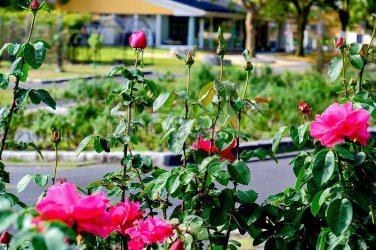 兵庫県立播磨中央公園ばら園 ばら,バラ,薔薇の写真素材