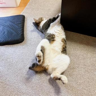 お腹を見せる猫 お腹を見せる猫の写真