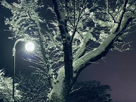 雪の積もった木 雪の積もった木の写真