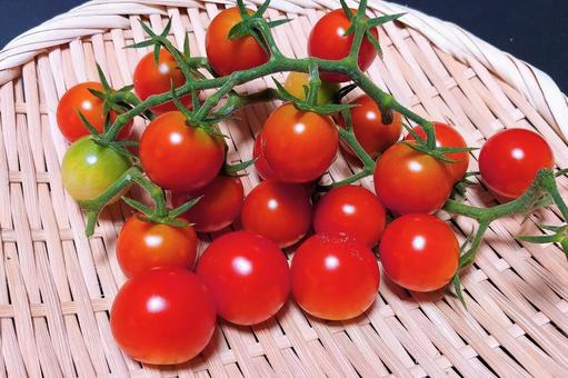 家庭菜園/ミニトマト収穫 ミニトマト,トマト,野菜の写真素材