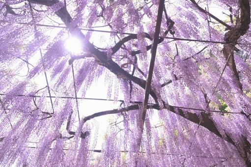 Light and Wisteria, JPG Light and Wisteria, JPG
