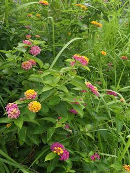 Photo, lantana, citihenga, seven changes, 
