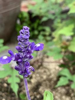 花 花の写真