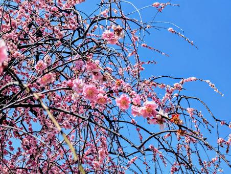梅の花1 梅の花,梅,春の写真素材