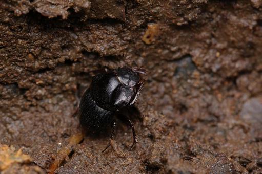 ヤクシマエンマコガネの写真