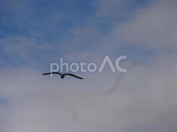 空を飛ぶ鳥 鳥,空を飛ぶ,野鳥の写真素材