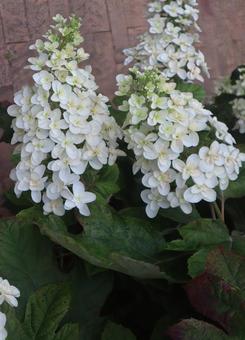 I want to go to the hydrangea garden, cypress leaves, flower, flour, JPG