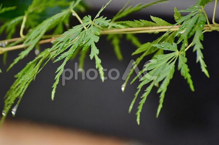 雨上がりのしずく しずく,雫,雨の写真素材