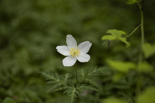 春の山に咲いている一輪草の花 春の山に咲いている一輪草の花の写真
