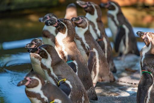 ケープペンギン ケープペンギンの写真