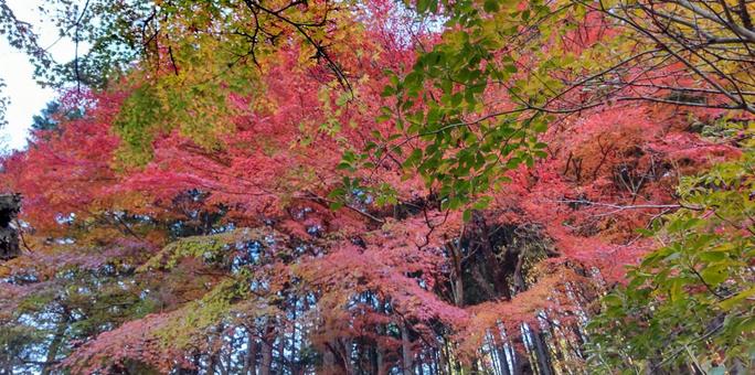 紅葉 紅葉,もみじ,赤の写真素材
