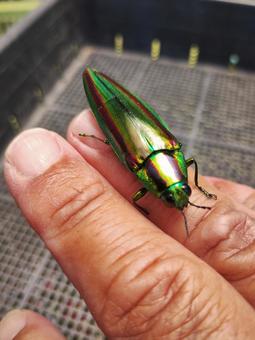 タマムシb タマムシb タマムシ,虫,指の写真素材