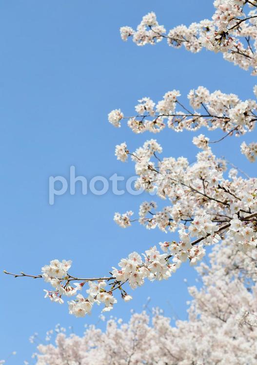 満開の桜と青空 桜,さくら,サクラの写真素材