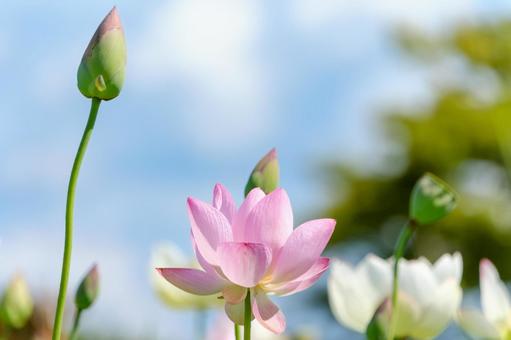 青空に映えるピンクの蓮の花 青空に映えるピンクの蓮の花の写真