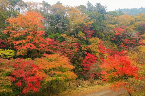 養老渓谷 養老渓谷,筒森もみじ谷,紅葉の写真素材