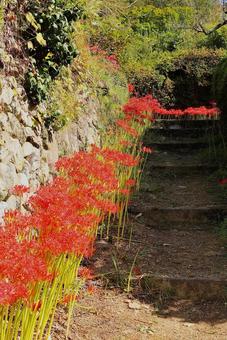 嶺岳寺の彼岸花10 嶺岳寺の彼岸花10の写真