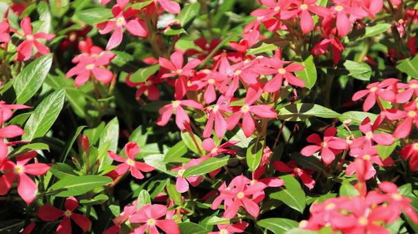白馬五竜高山植物園 フェアリースター 白馬五竜高山植物園 フェアリースターの写真