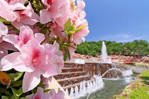 つつじと噴水 つつじ,ツツジ,噴水の写真素材