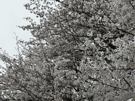 Photo, cherry blossoms, spring, wood, 