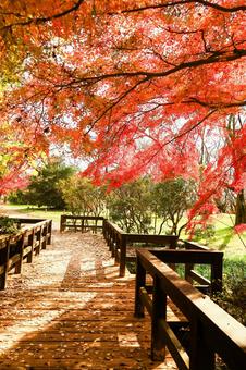 秋色の橋 秋色の橋の写真