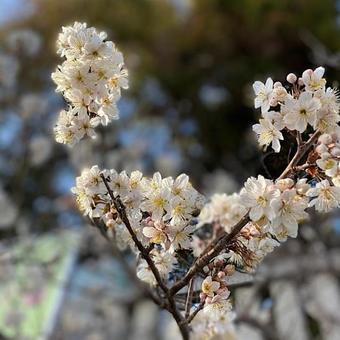 桜 桜の写真