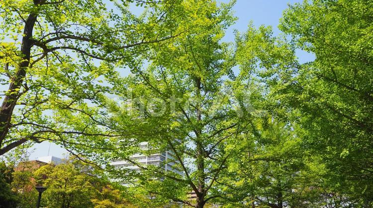 初夏の東京・新緑の木場公園＆街（江東区） 初夏,木場公園,新緑の写真素材