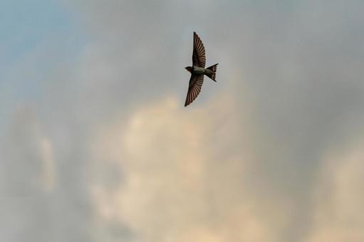 Photo, bird, sky, fly, 