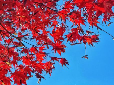 モミジの紅葉と秋晴れの晴天の青空 公園,日本庭園,紅葉の写真素材