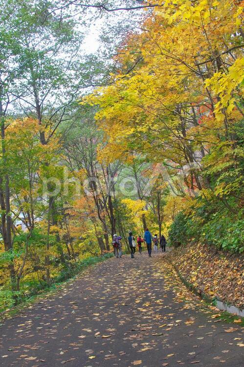 北海道の美しい黄葉 きれい,もみじ,イエローの写真素材