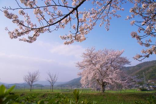 桜と青空 桜と青空 春,さくら,ソメイヨシノの写真素材