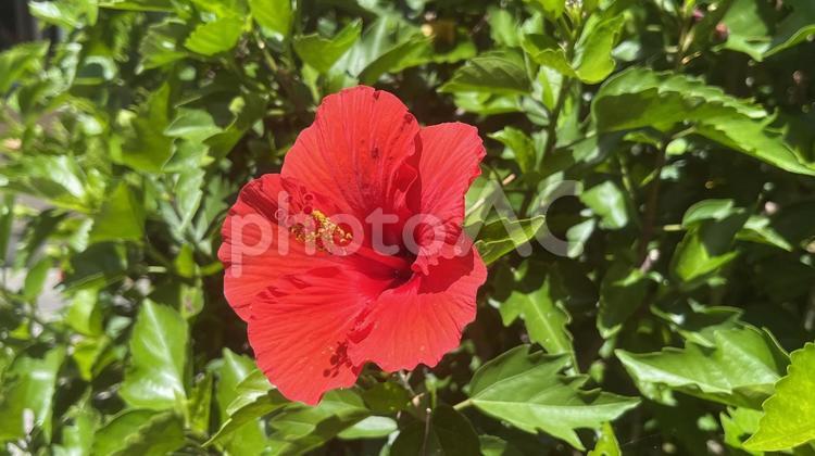 ハイビスカス1輪 ハイビスカス,花,夏の写真素材