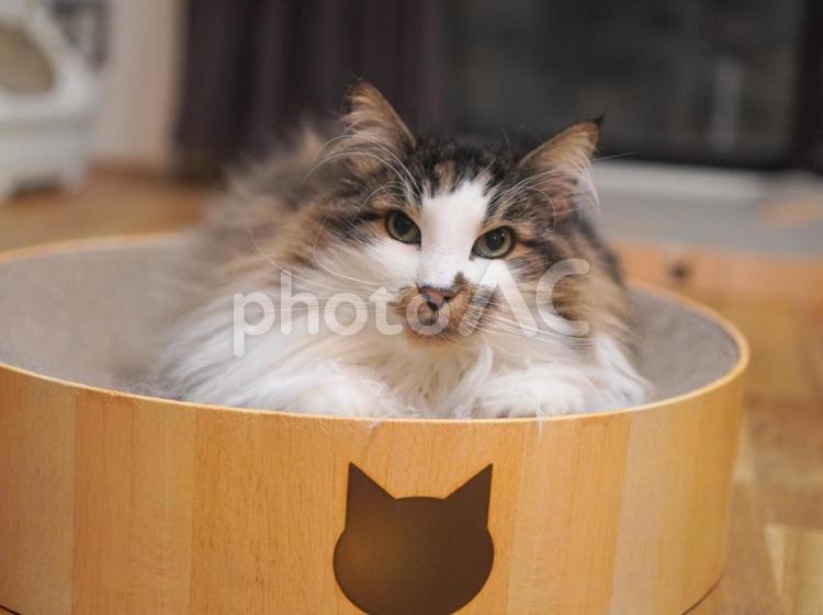 猫（ノルウェイジャンフォレストキャット） 猫,ねこ,ネコの写真素材