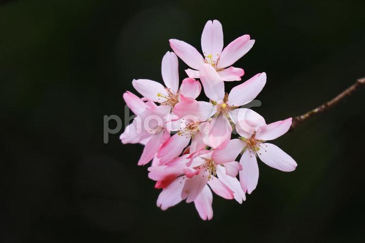 春の美しい桜の花 桜,春,さくらの写真素材