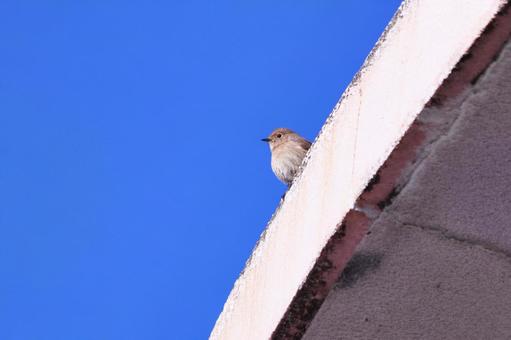 青空と遠くを見つめるジョウビタキ 青空と遠くを見つめるジョウビタキ 鳥,ジョウビタキ,青空の写真素材