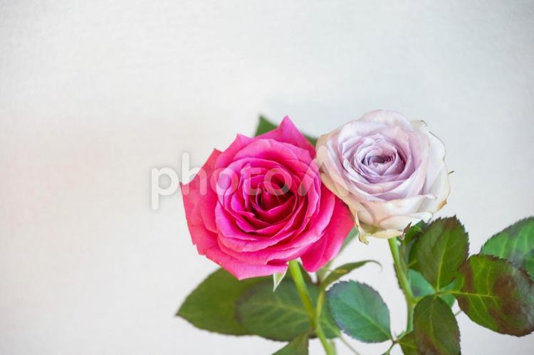 ピンクと紫のばら ばら,薔薇,花の写真素材