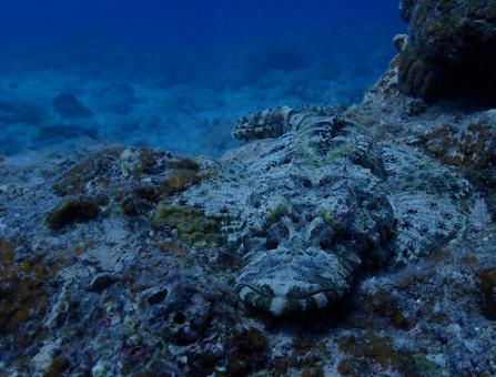沖縄・石垣島海底に潜むワニゴチ 沖縄・石垣島海底に潜むワニゴチ 沖縄,石垣島,スキューバダイビングの写真素材