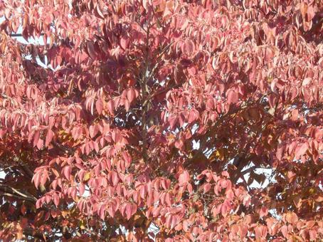 【紅葉写真】美しい紅葉 紅葉,自然,風景の写真素材